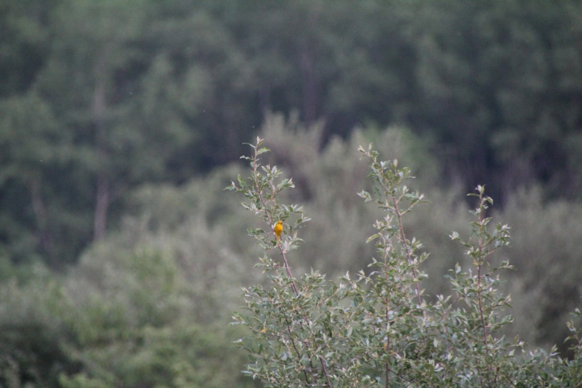 Yellow Warbler - ML619833702
