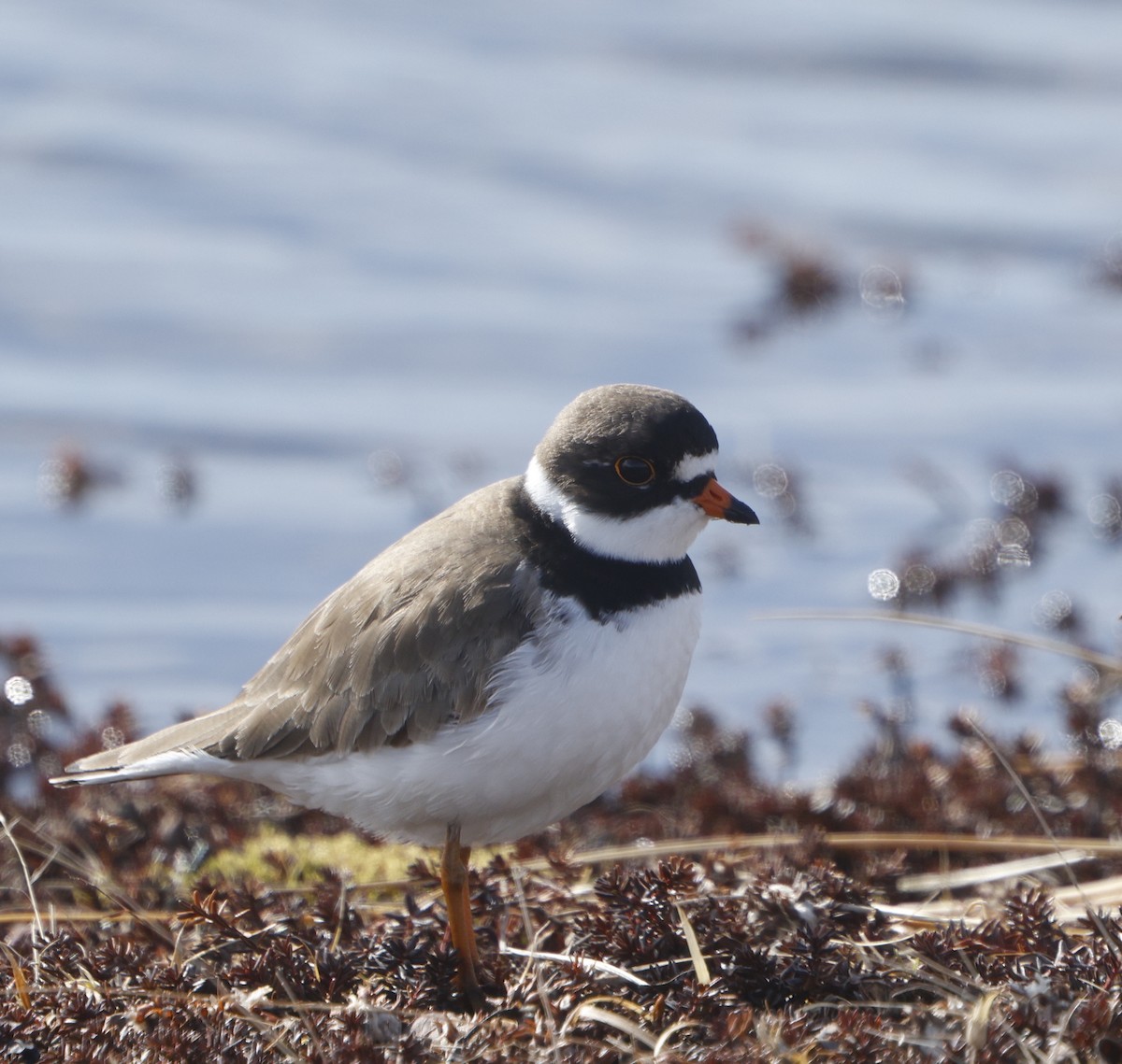 Semipalmated Plover - ML619833714