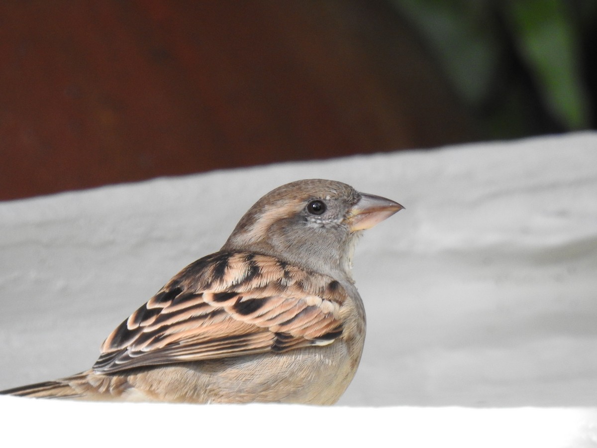 House Sparrow - ML619833721