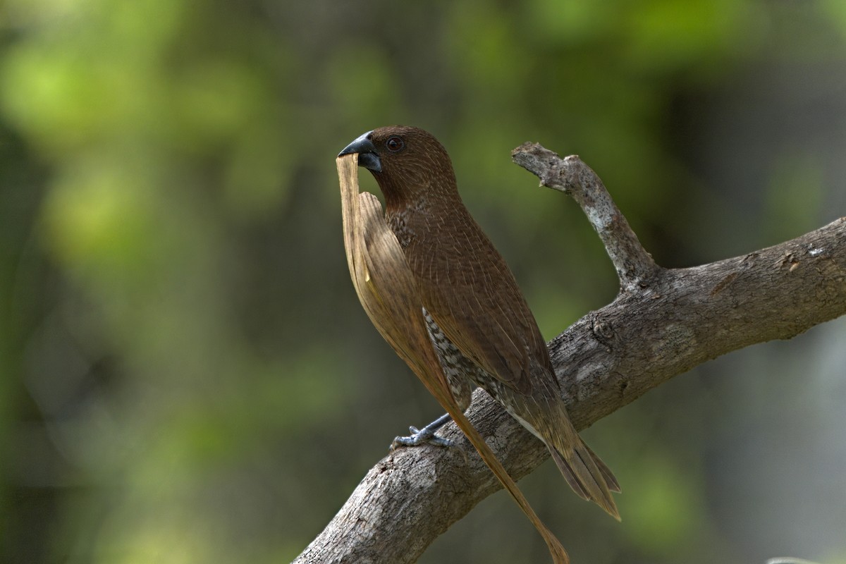 Scaly-breasted Munia - ML619833753