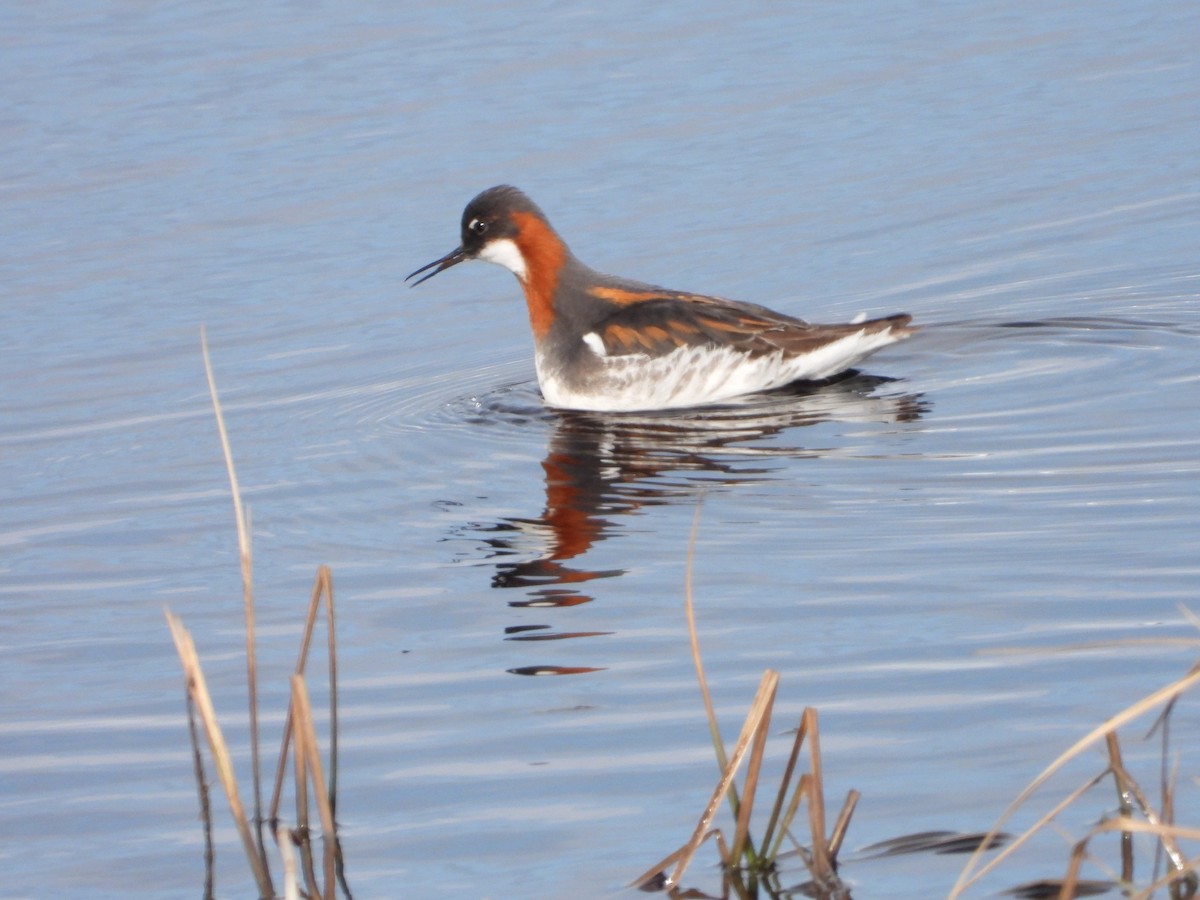 Phalarope à bec étroit - ML619833772