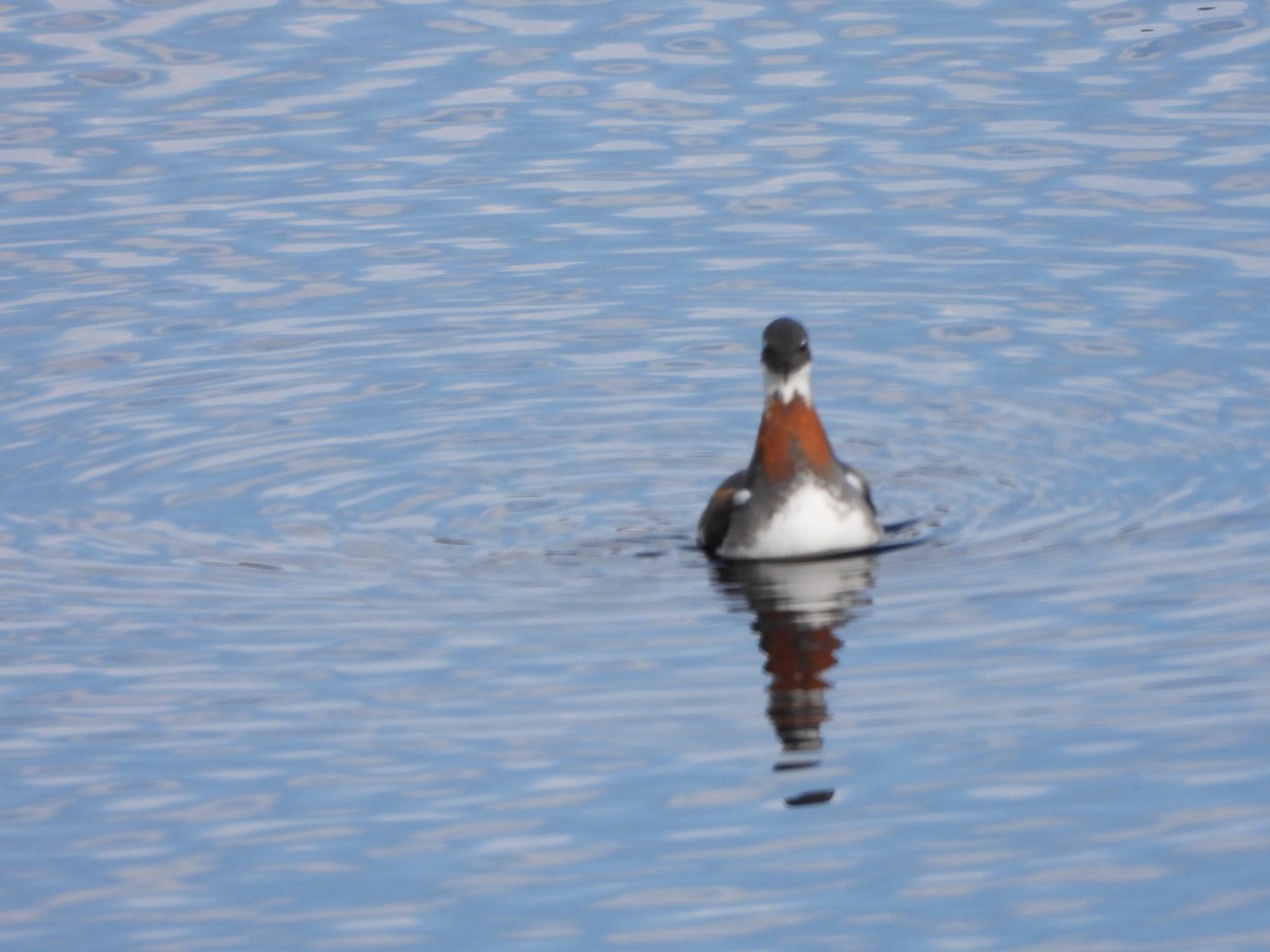 Red-necked Phalarope - ML619833773