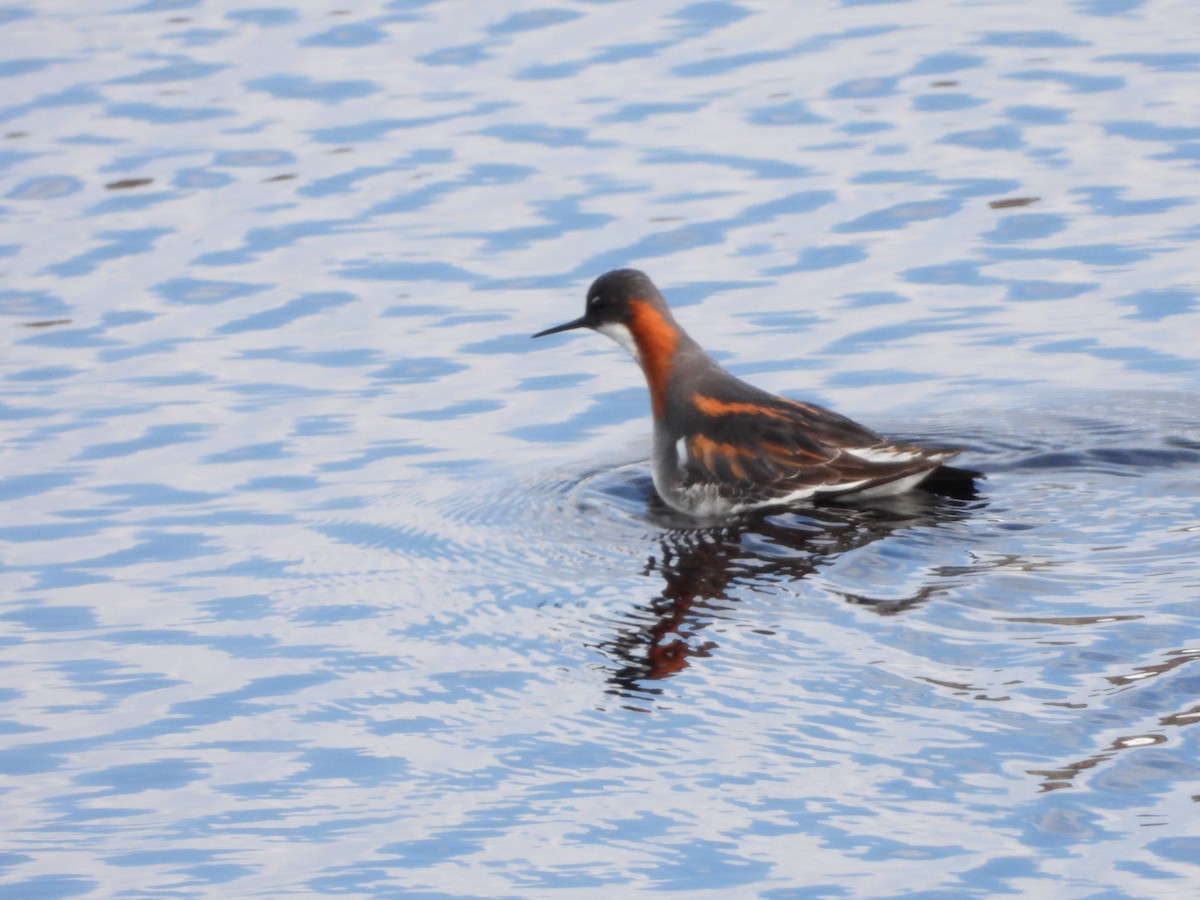 Red-necked Phalarope - ML619833774