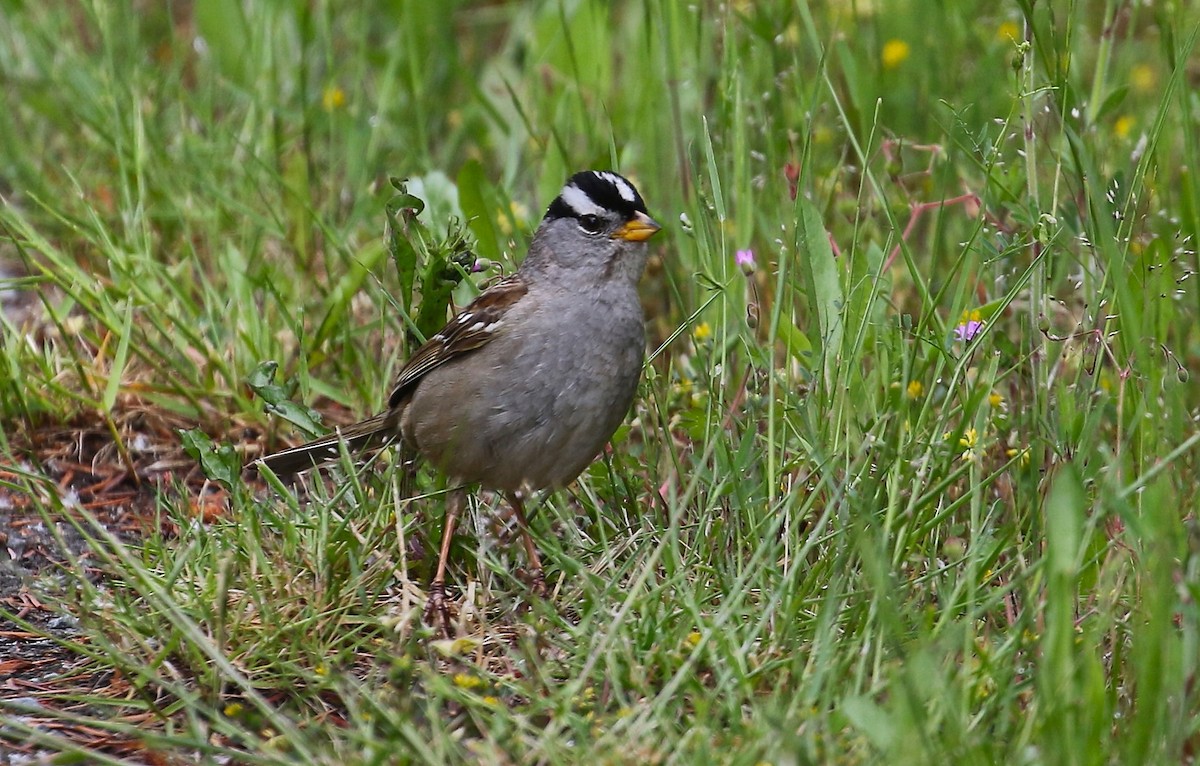 White-crowned Sparrow - ML619833786