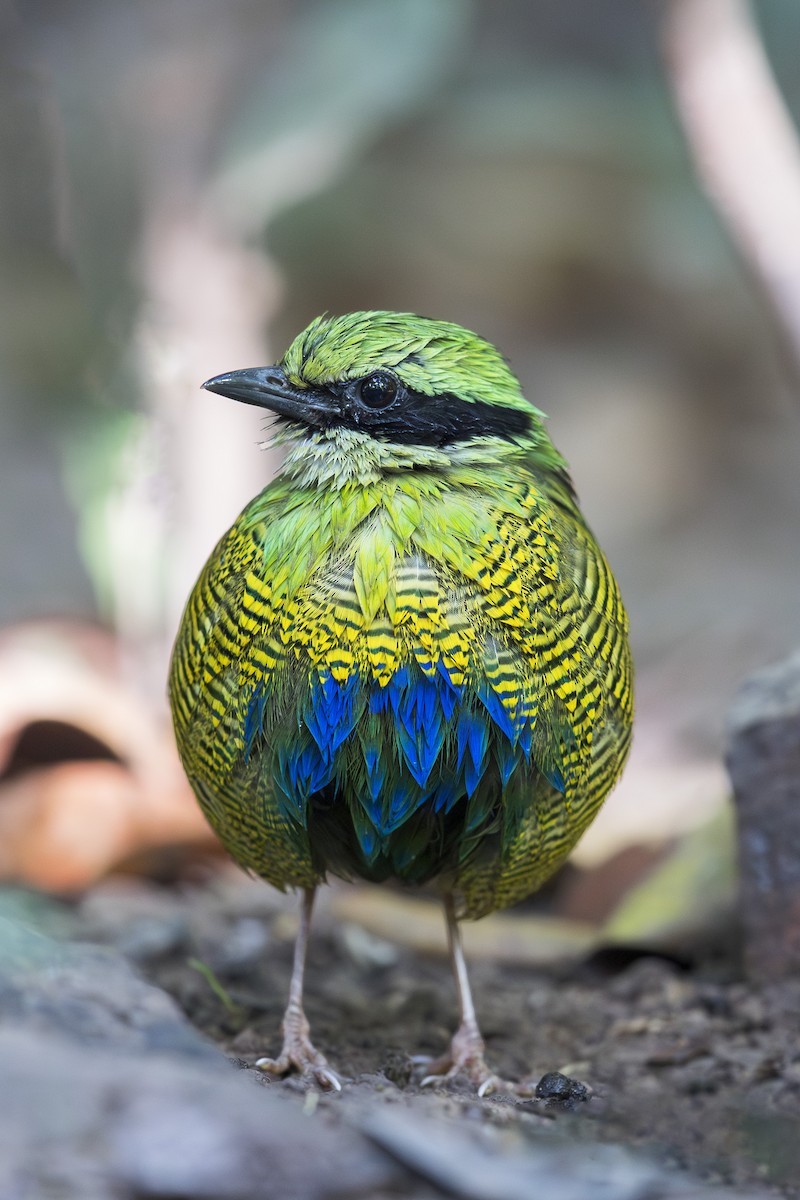 Bar-bellied Pitta - ML619833799