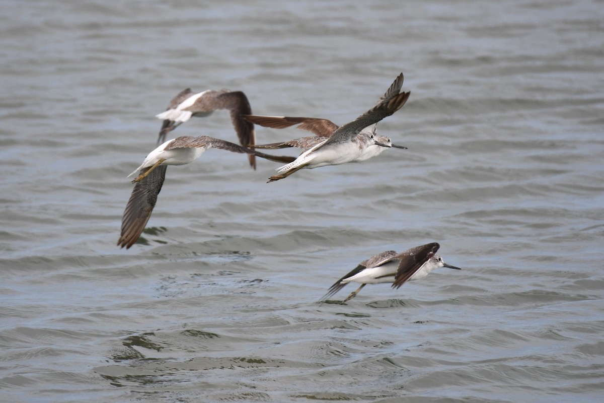 Common Greenshank - ML619833805