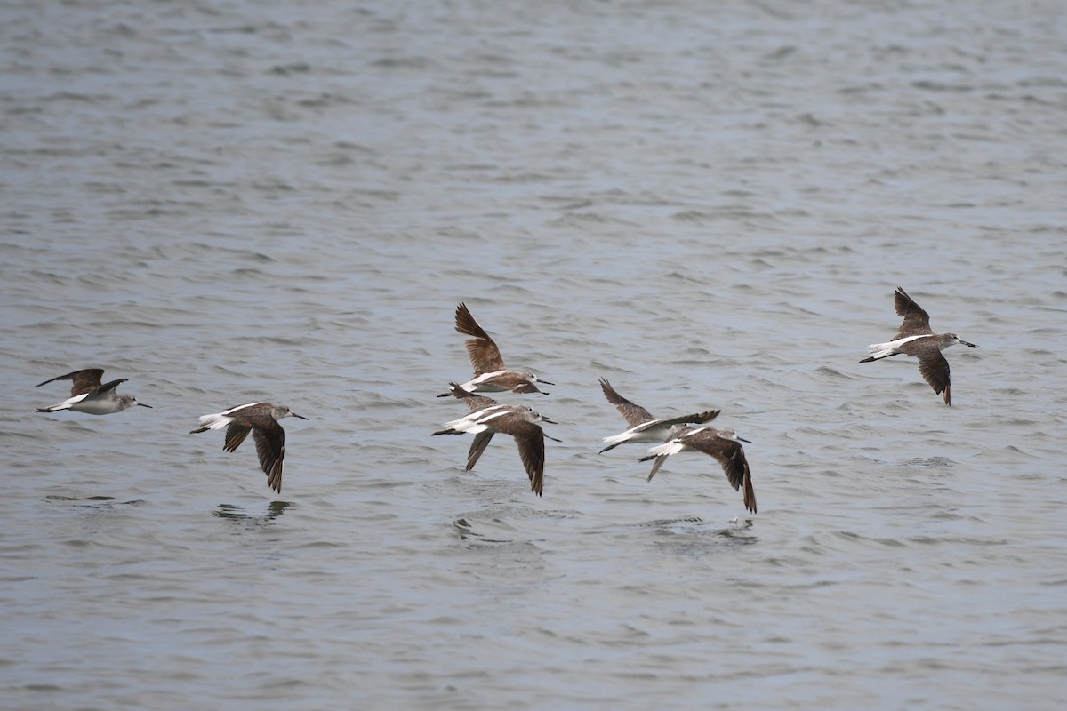 Common Greenshank - ML619833806