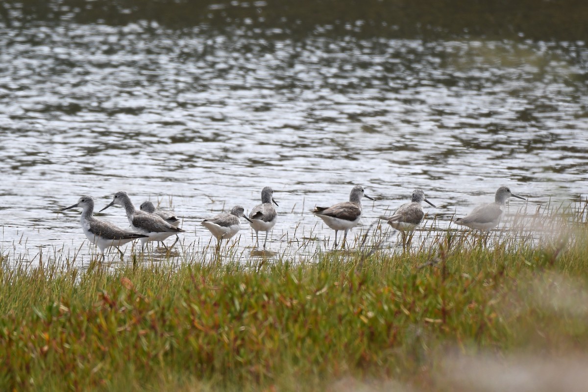 Common Greenshank - ML619833807