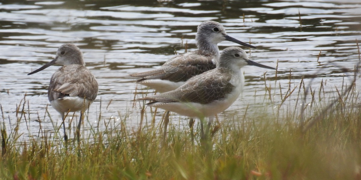 Common Greenshank - ML619833808