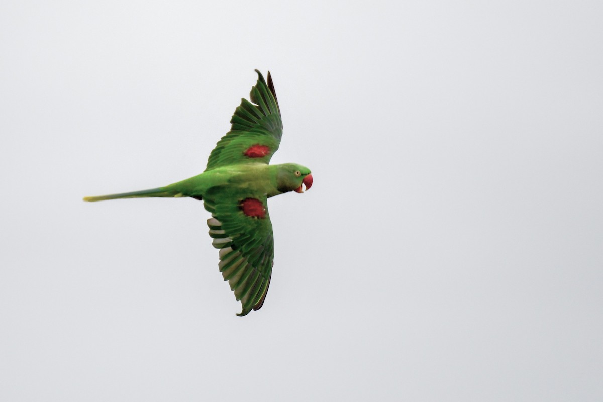 Alexandrine Parakeet - Trevor Ross