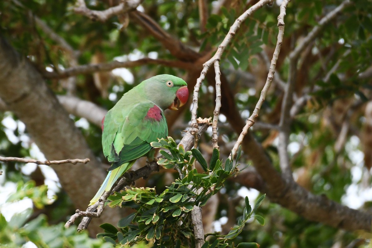 Alexandrine Parakeet - ML619833817