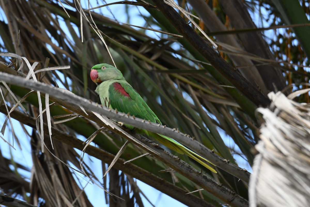 Alexandrine Parakeet - ML619833818