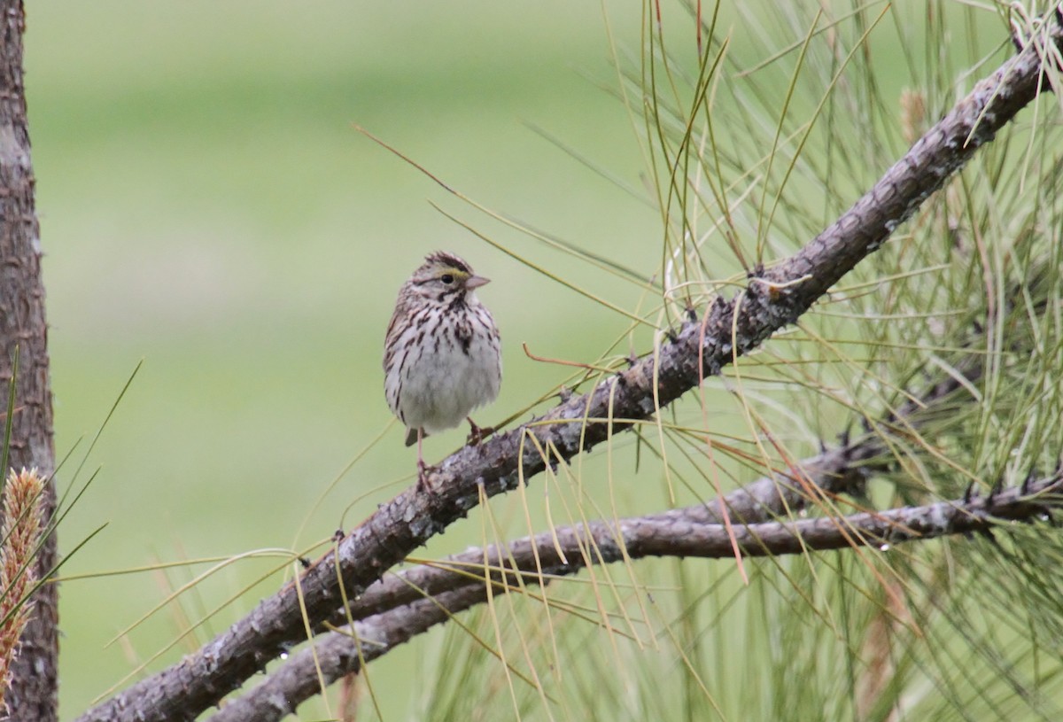 Savannah Sparrow - ML619833836