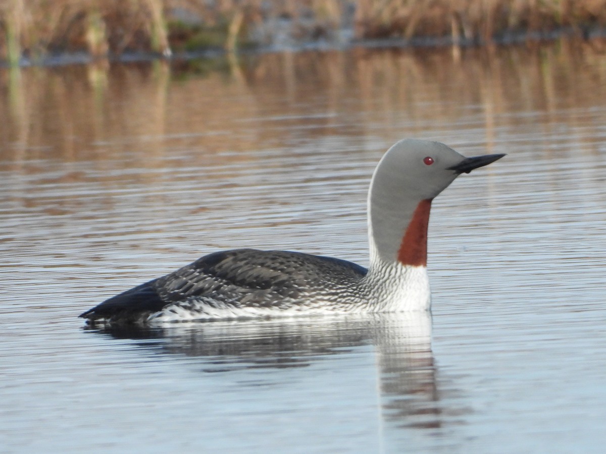 Red-throated Loon - ML619833848