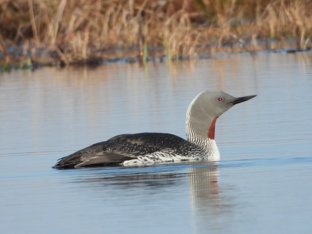 Red-throated Loon - ML619833849