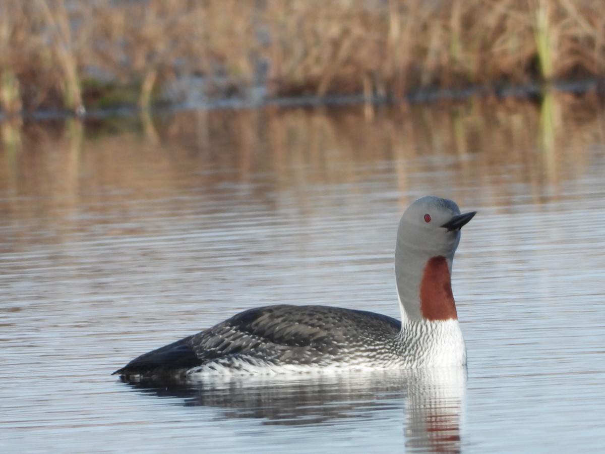 Red-throated Loon - ML619833850