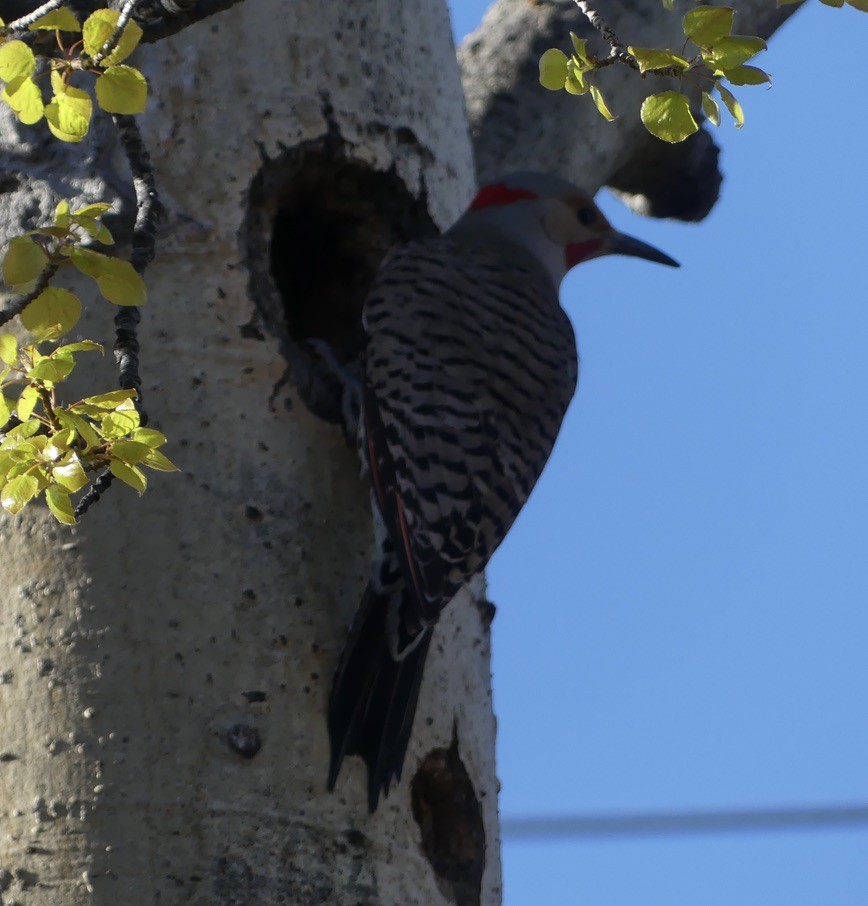 Northern Flicker (Yellow-shafted x Red-shafted) - ML619833869