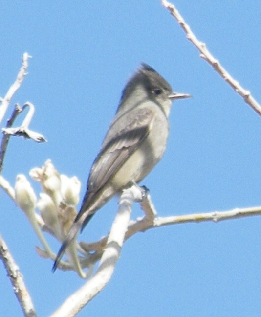 Greater Pewee - ML619833871