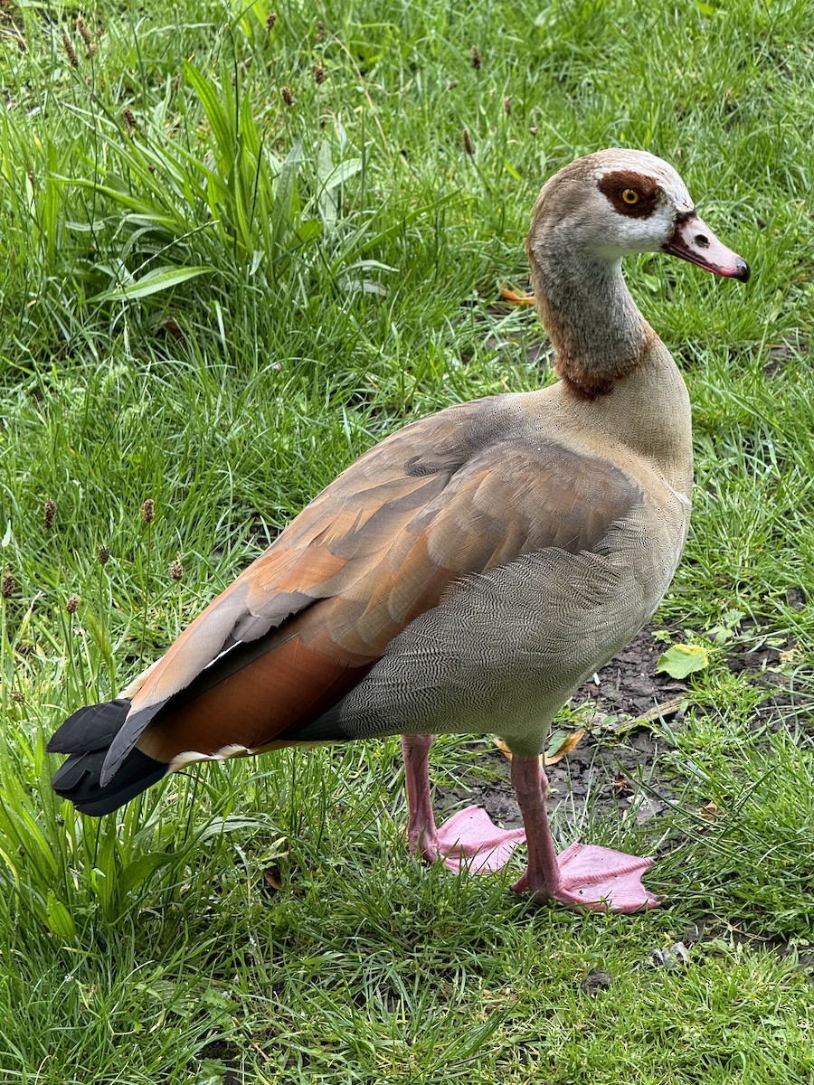 Egyptian Goose - ML619833883