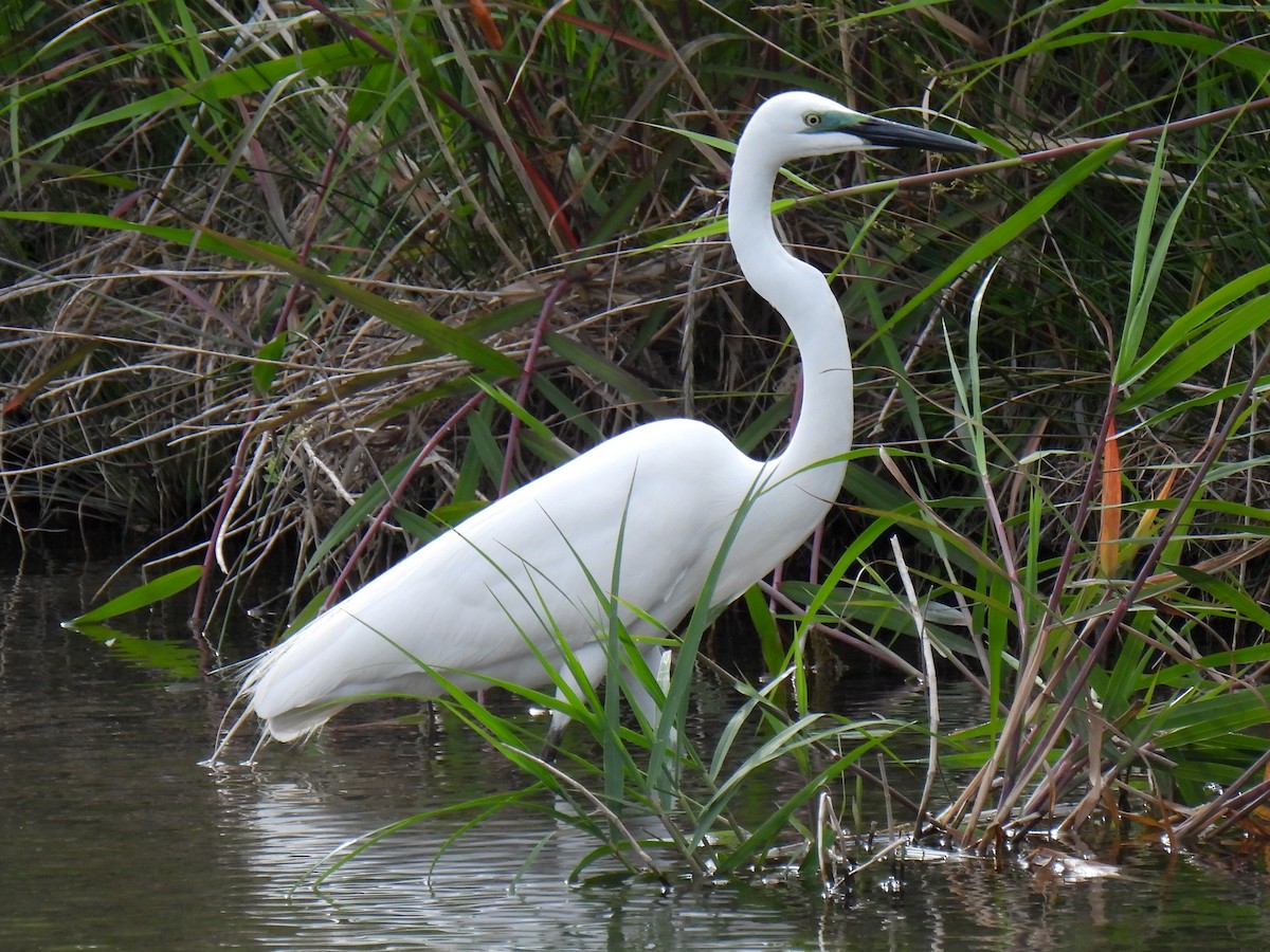 Great Egret - ML619833895