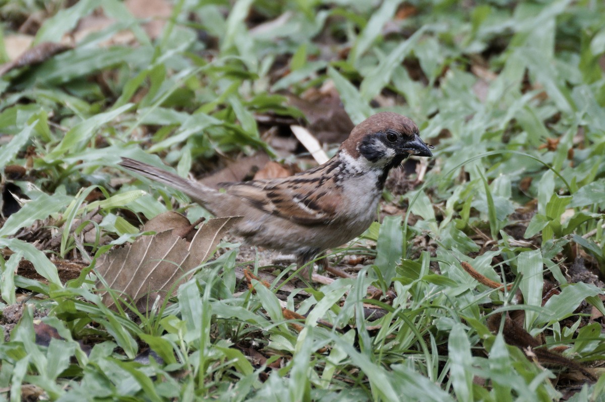Eurasian Tree Sparrow - ML619833899