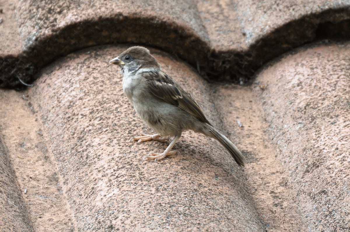 Eurasian Tree Sparrow - ML619833900