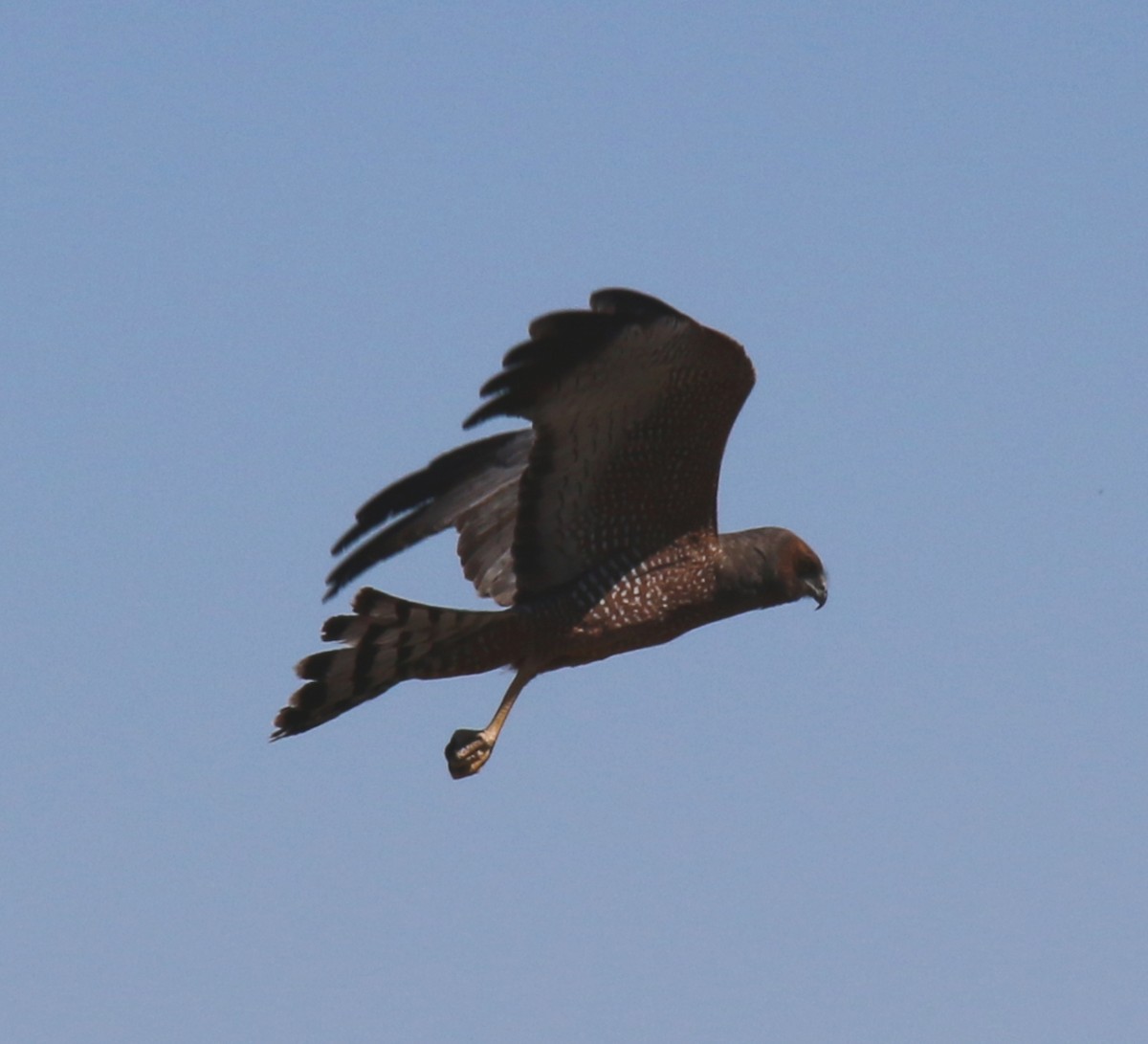 Spotted Harrier - ML619833912