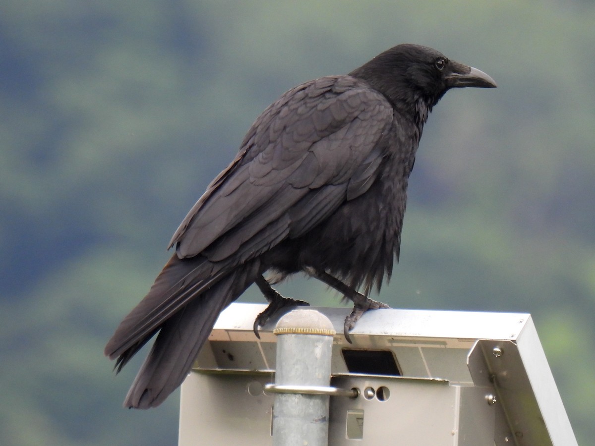 Carrion Crow - ML619833918