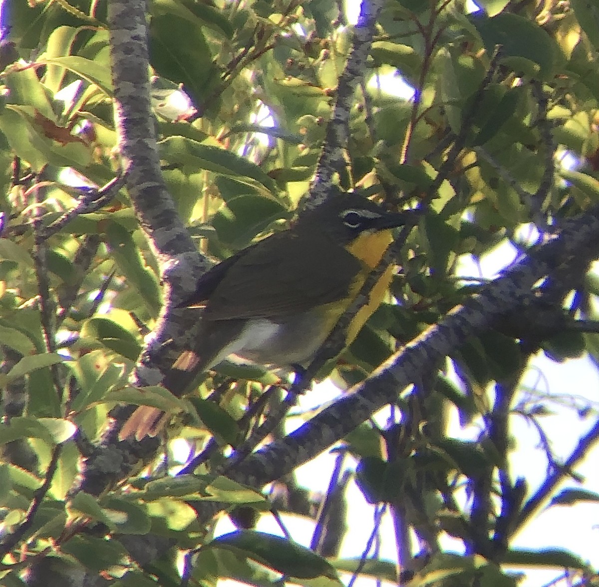 Yellow-breasted Chat - ML619833943