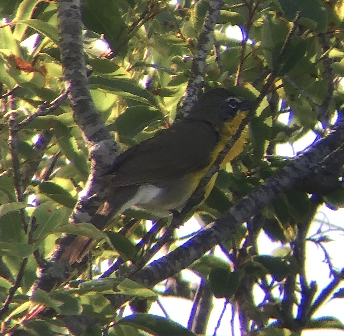 Yellow-breasted Chat - ML619833944