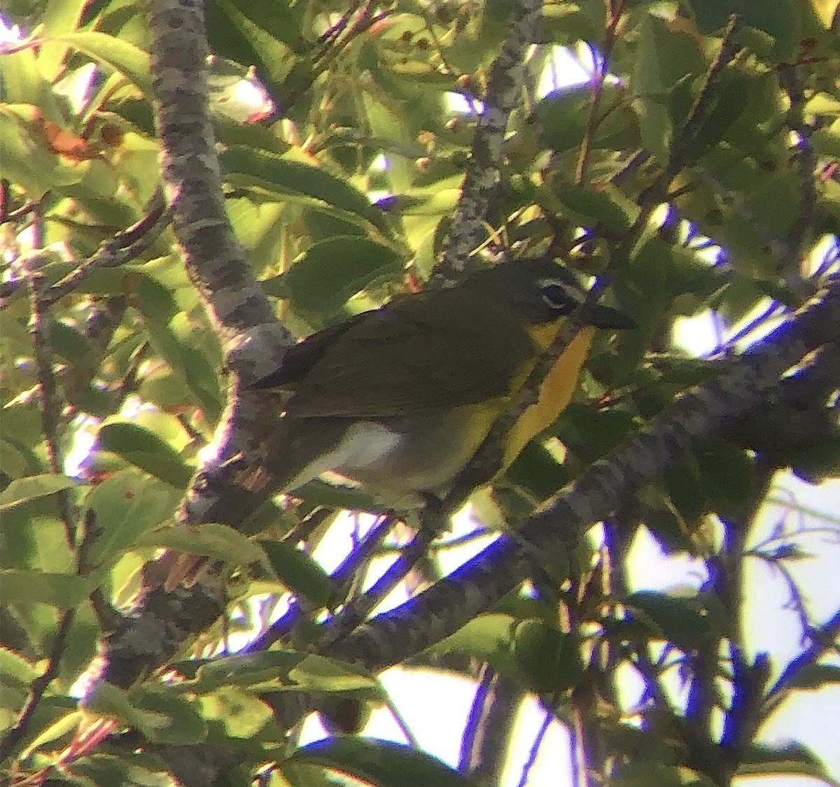 Yellow-breasted Chat - ML619833945