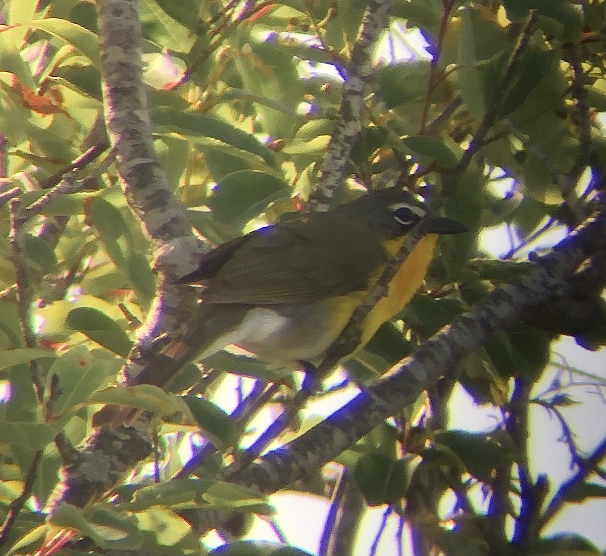 Yellow-breasted Chat - ML619833946