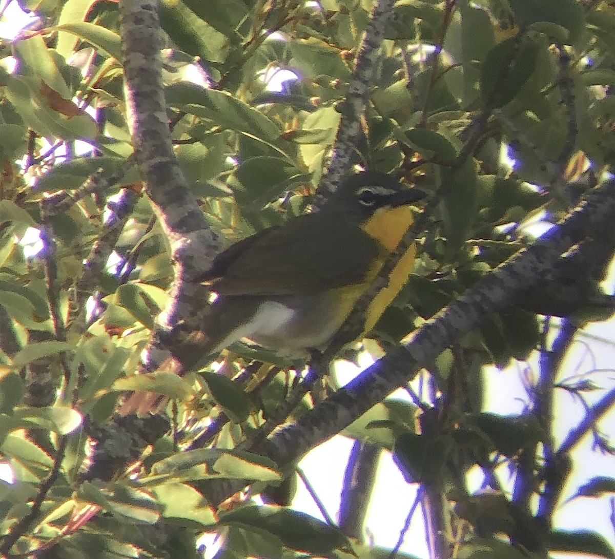 Yellow-breasted Chat - ML619833948