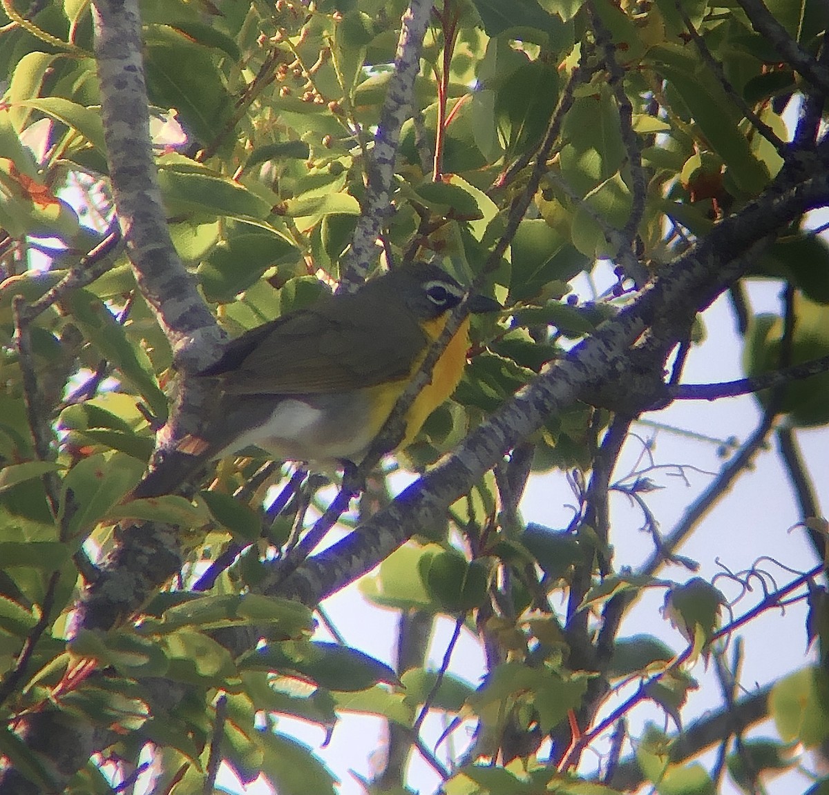 Yellow-breasted Chat - ML619833949