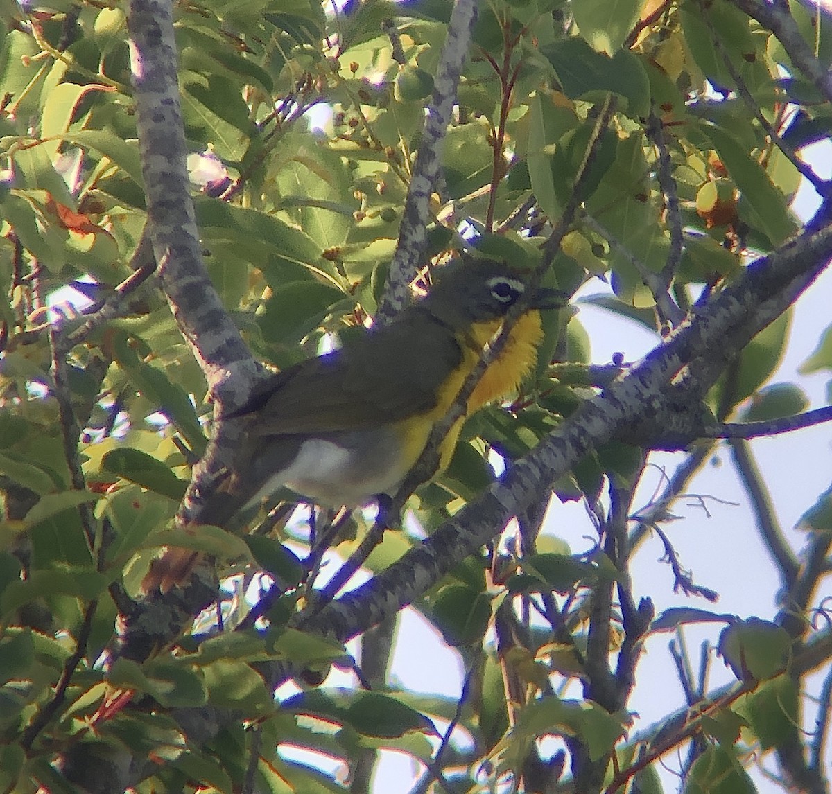 Yellow-breasted Chat - ML619833950