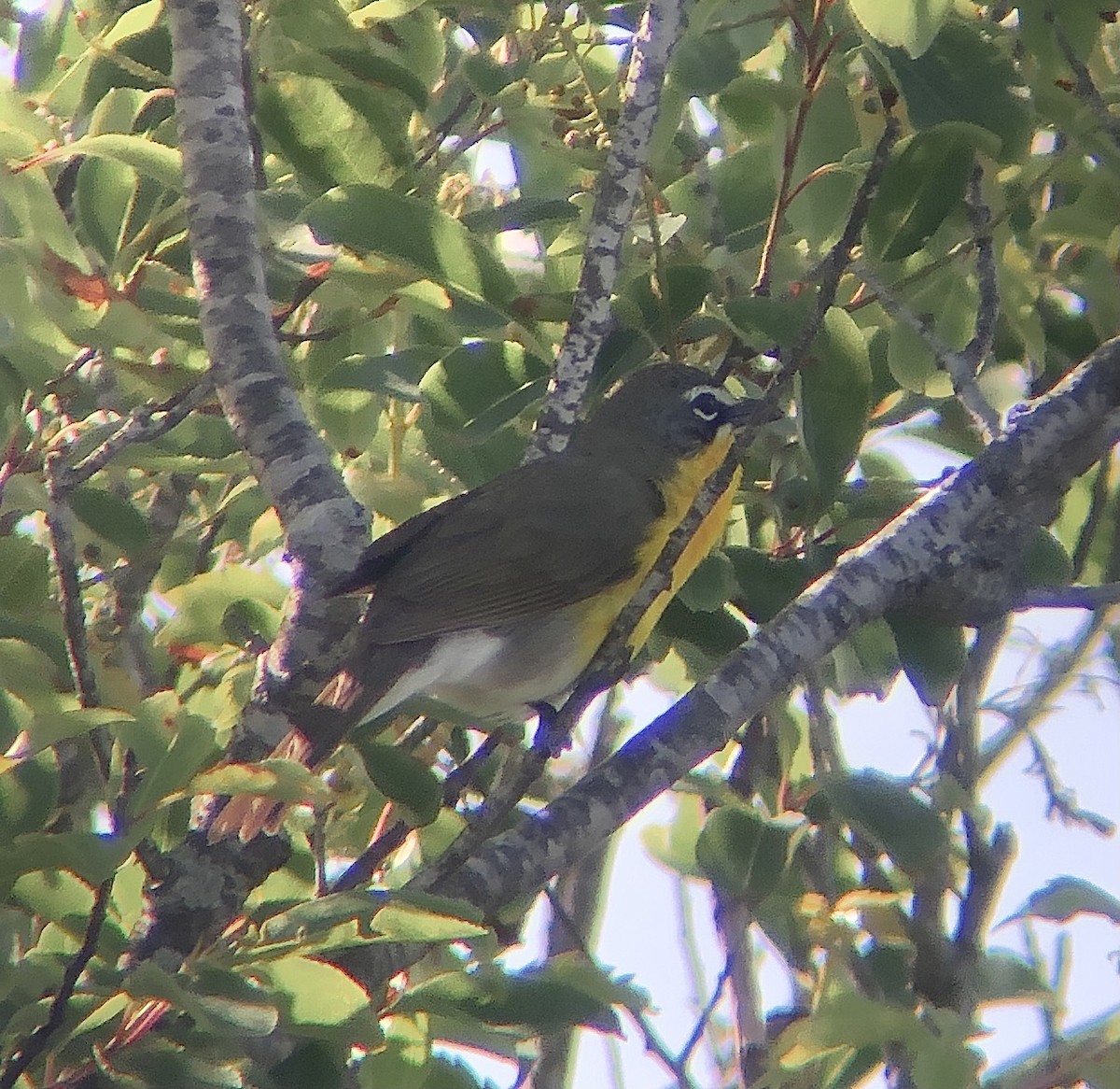Yellow-breasted Chat - ML619833952