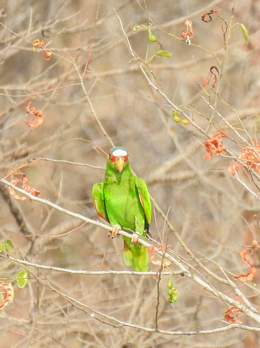 White-fronted Parrot - ML619833954