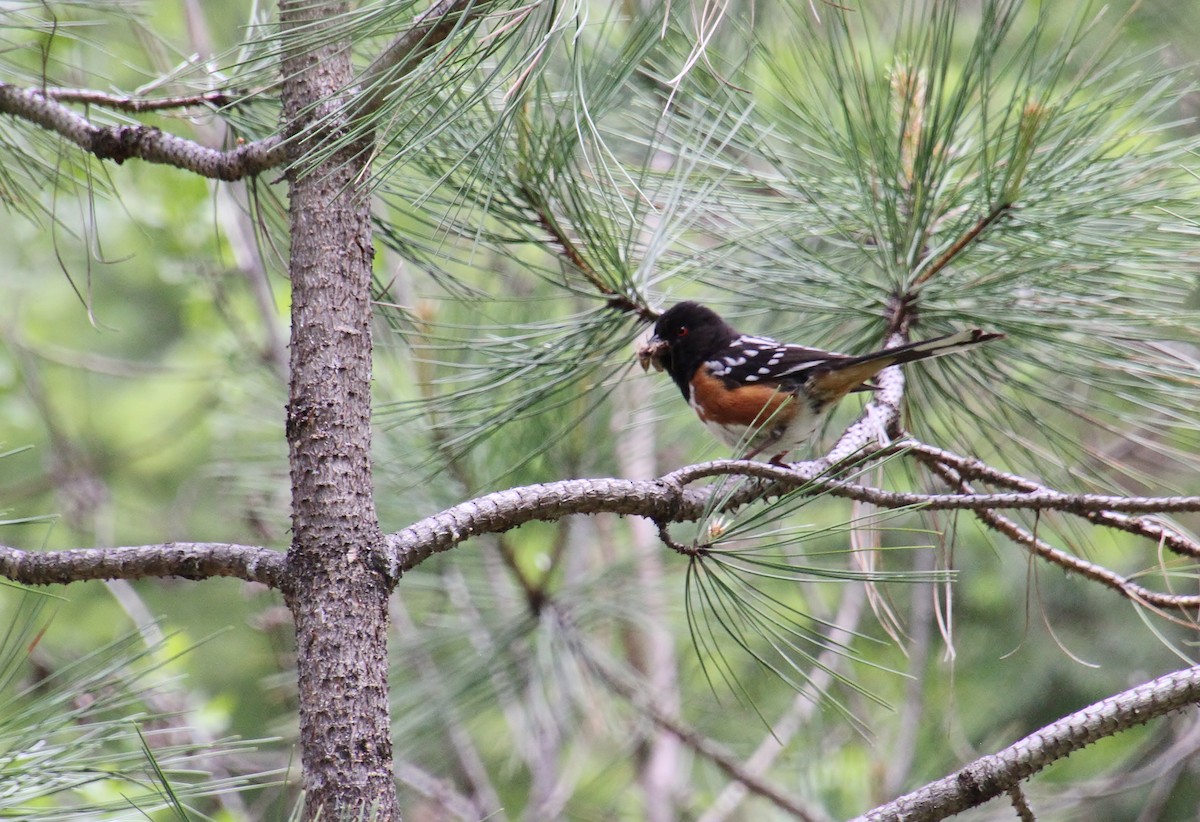 Spotted Towhee - ML619833967