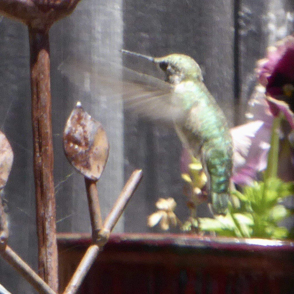 Anna's Hummingbird - ML619833973