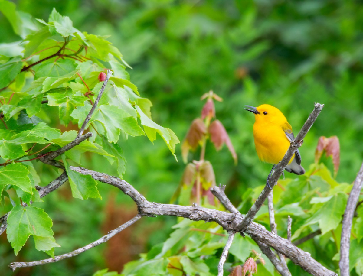 Prothonotary Warbler - ML619833976