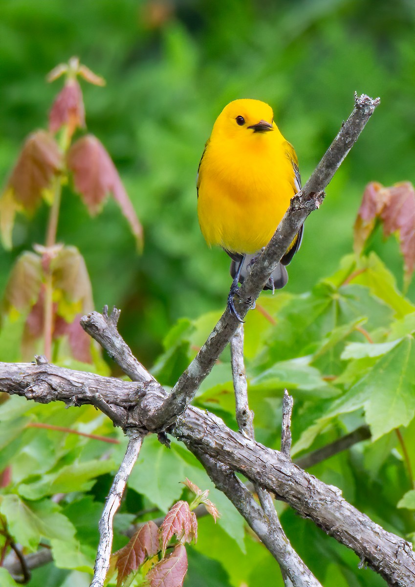 Prothonotary Warbler - ML619833977