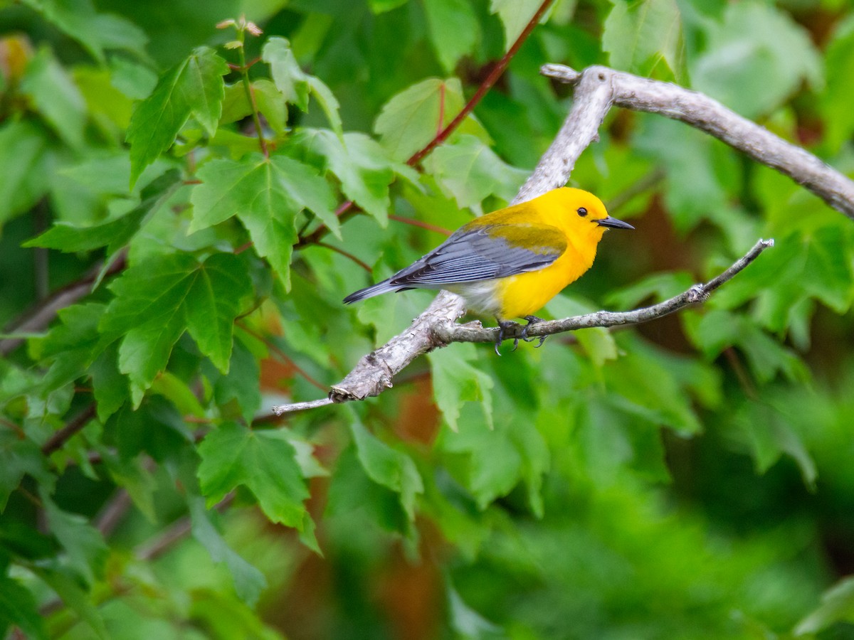 Prothonotary Warbler - ML619833978