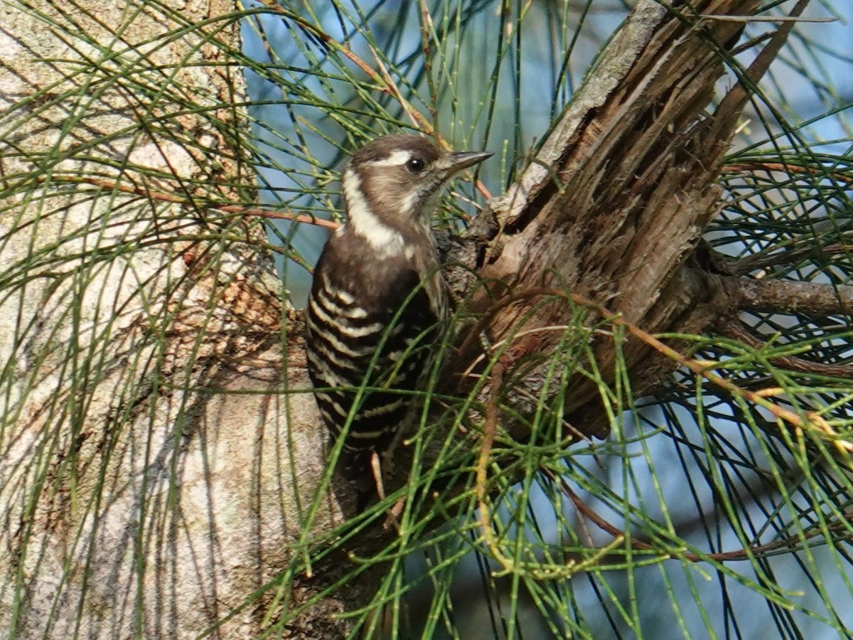 Japanese Pygmy Woodpecker - ML619833986