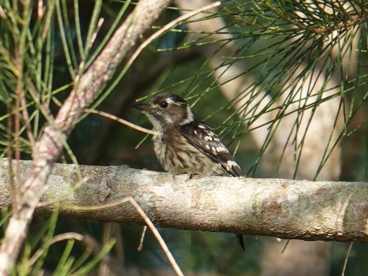 Japanese Pygmy Woodpecker - ML619833987