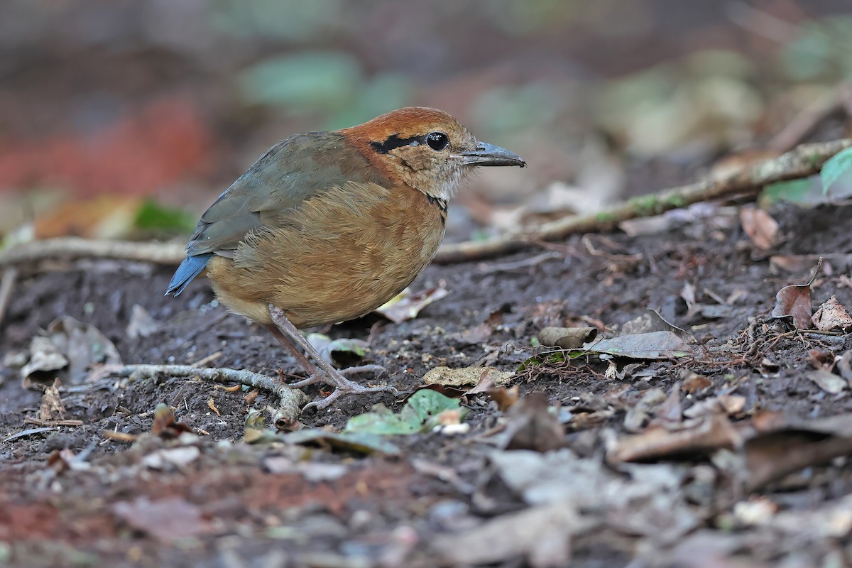 sumatrapitta - ML619833990