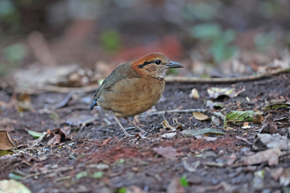 sumatrapitta - ML619833991