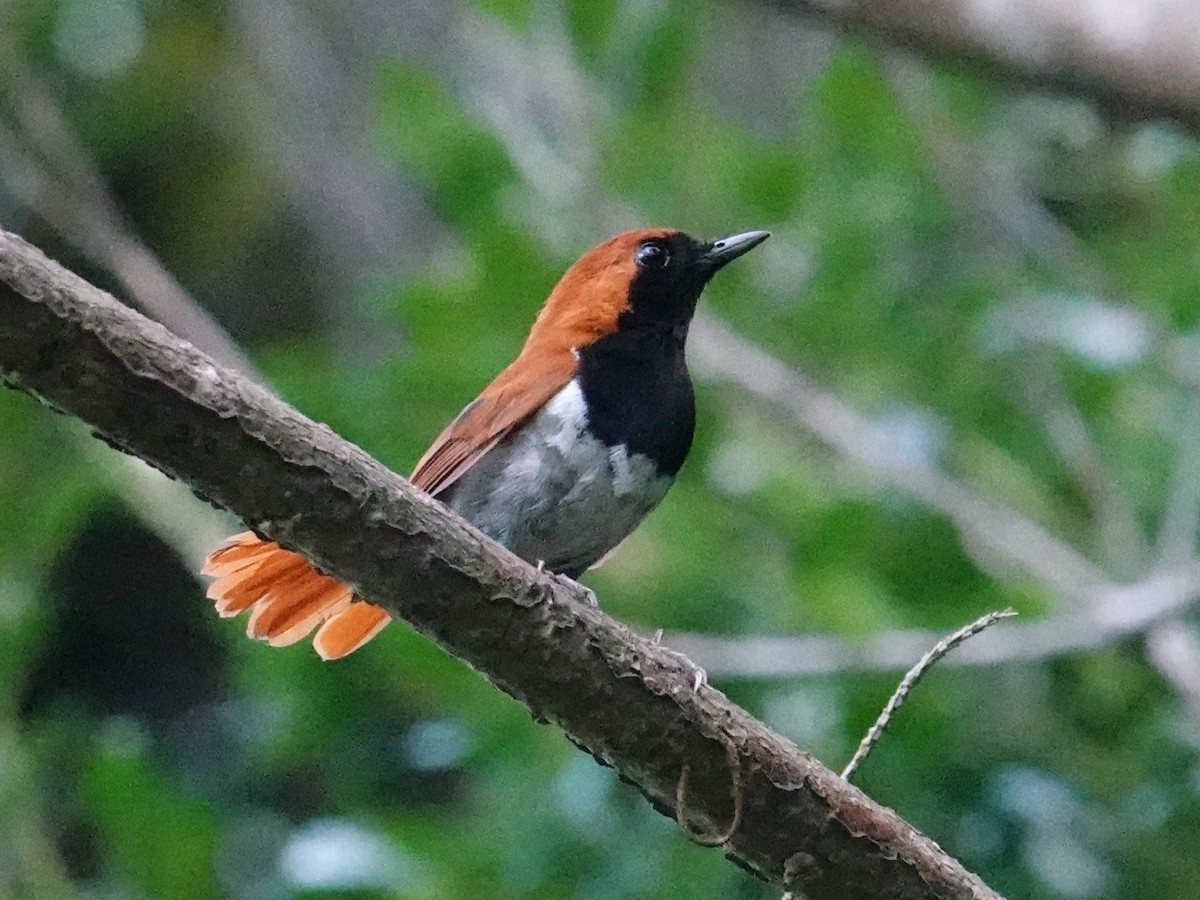 Ruiseñor de Okinawa (namiyei) - ML619834001