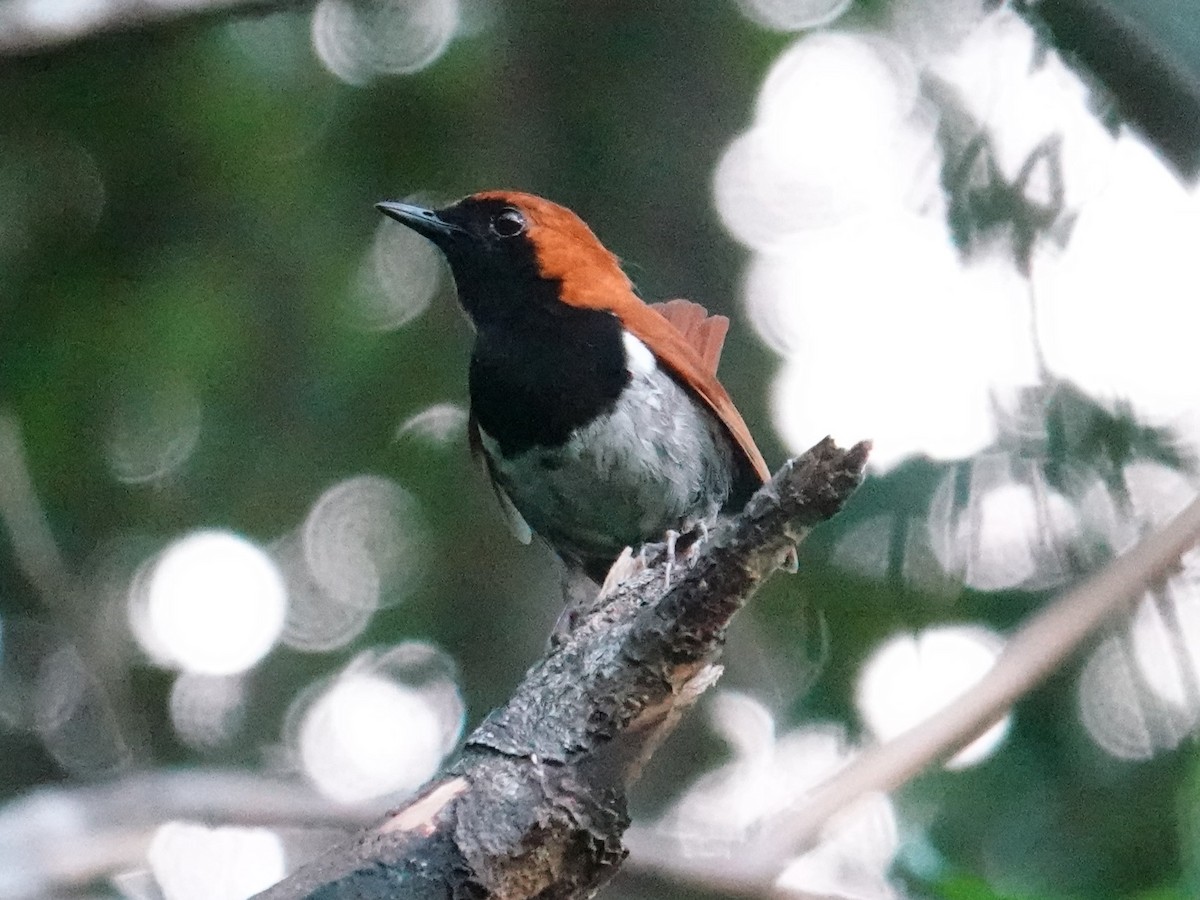 Okinawa Robin - ML619834002