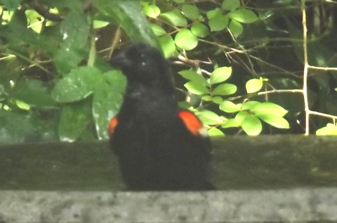 Red-winged Blackbird - ML619834006