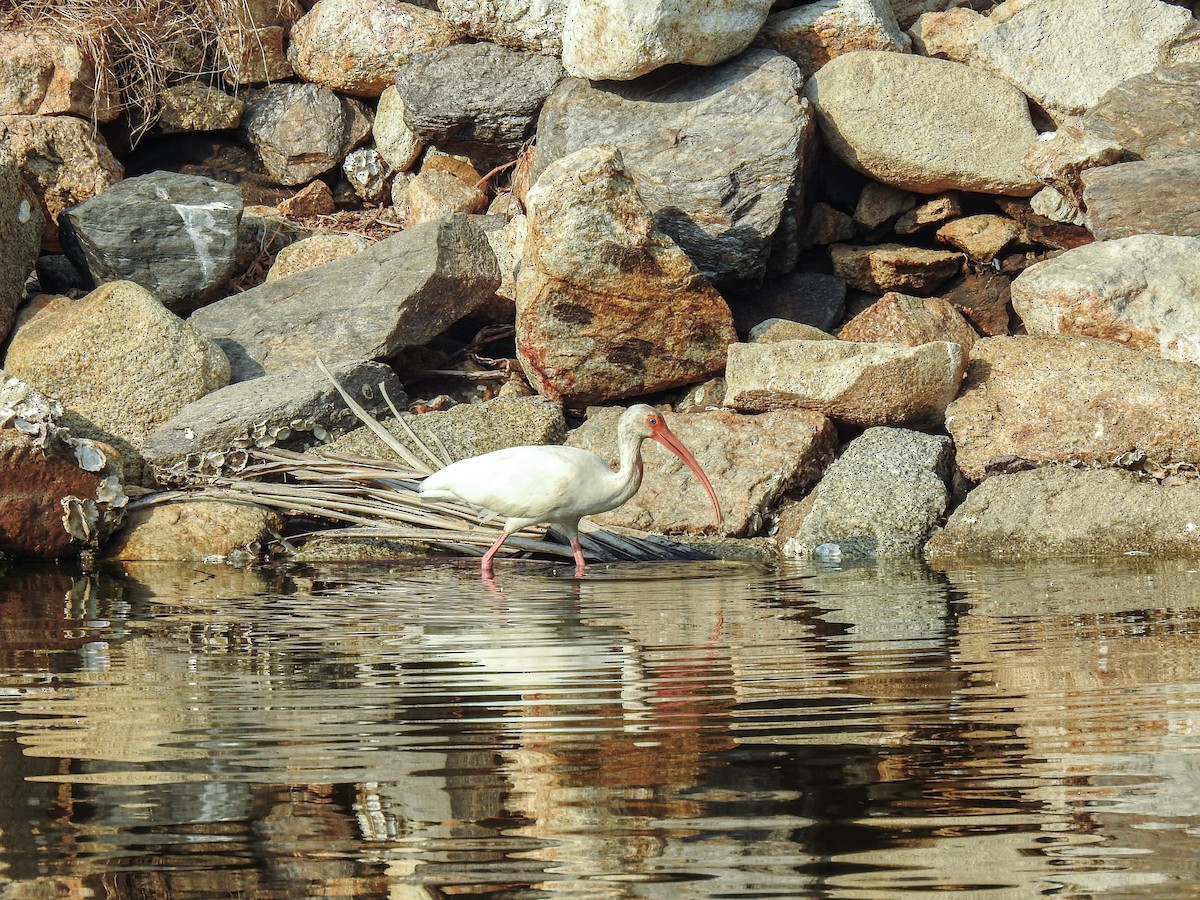 ibis bílý - ML619834030